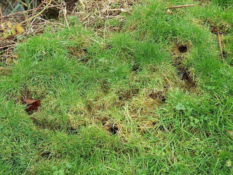 Vole Holes
