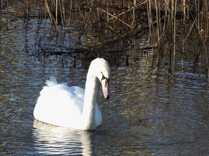 Lone Cygnet