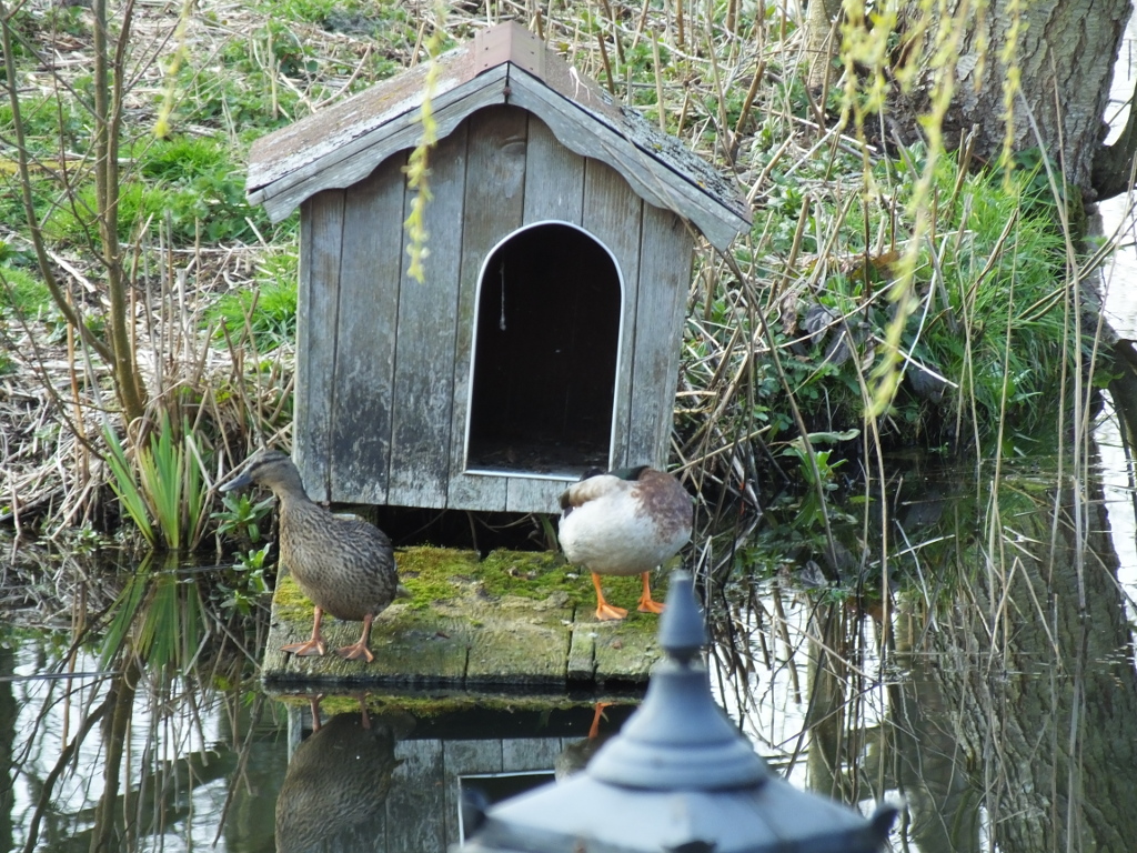 Duck House In Use