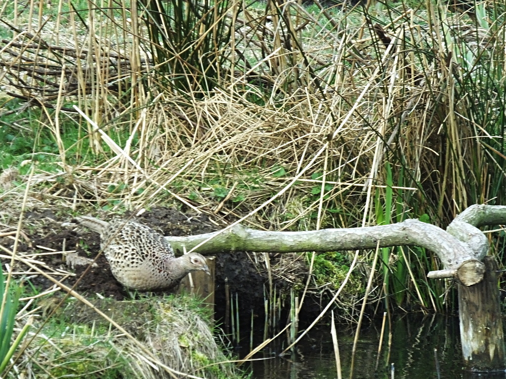 Hen Pheasant