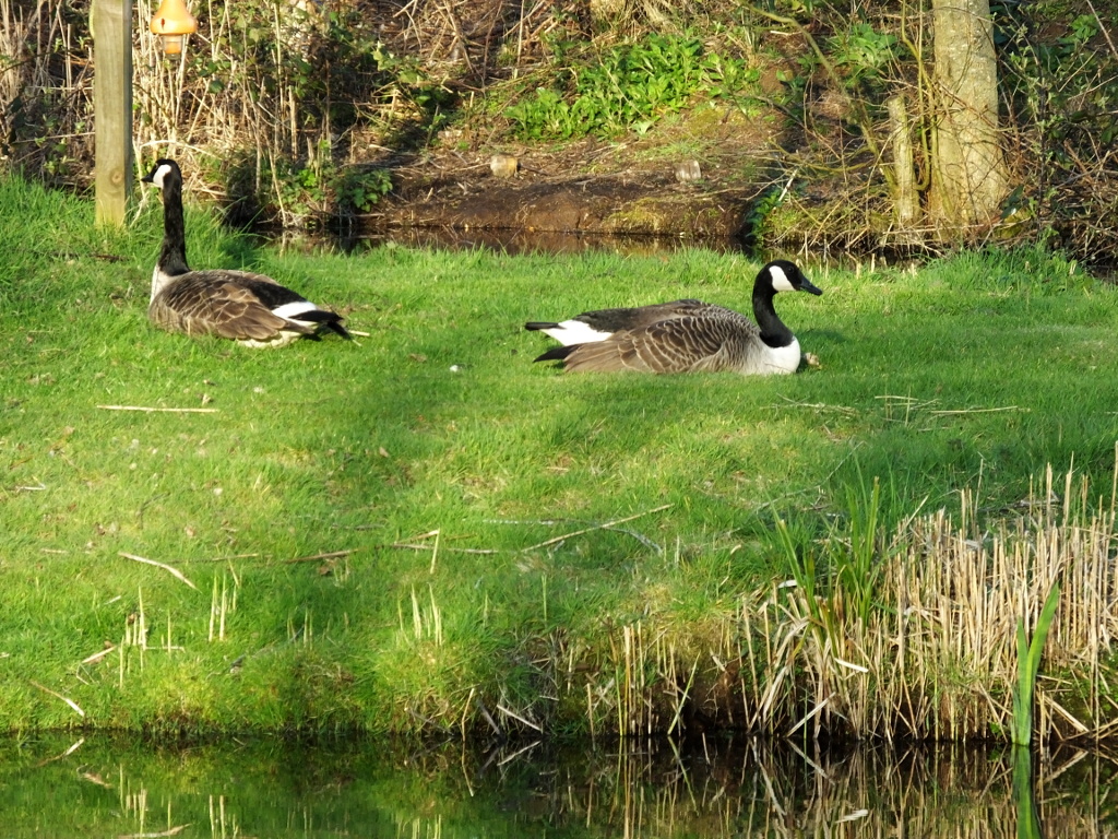 Geese on Guard