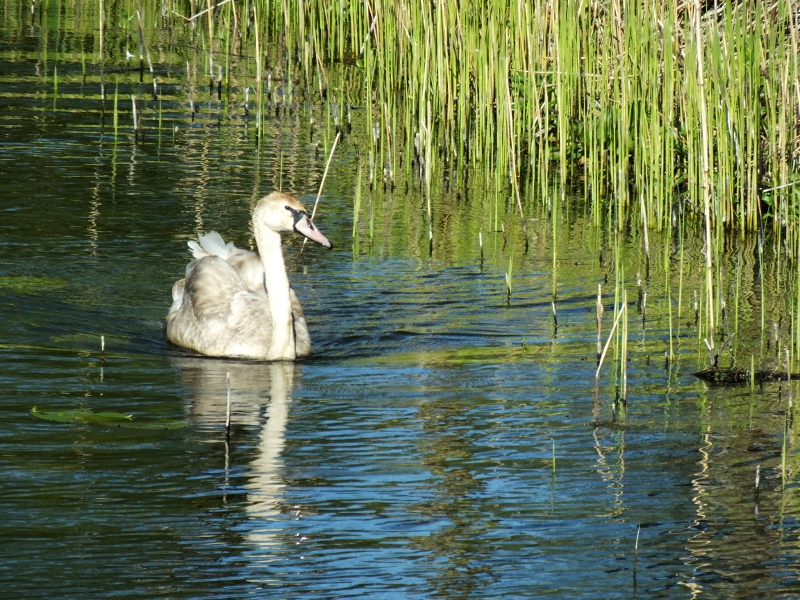 Cygnet