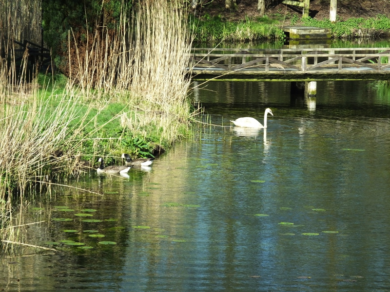 Swans and Geese