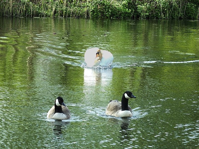 Swan Approaches At Speed