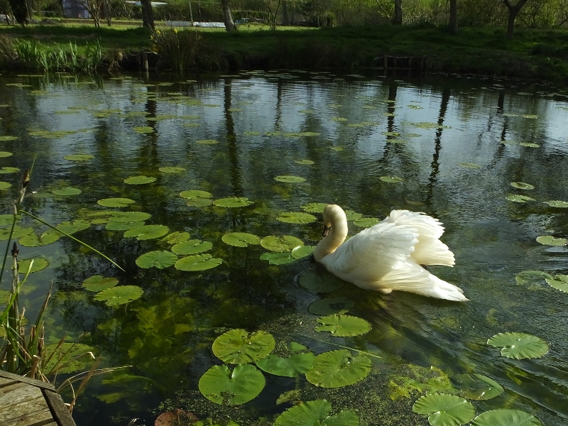 The Adult Swan Turns Left