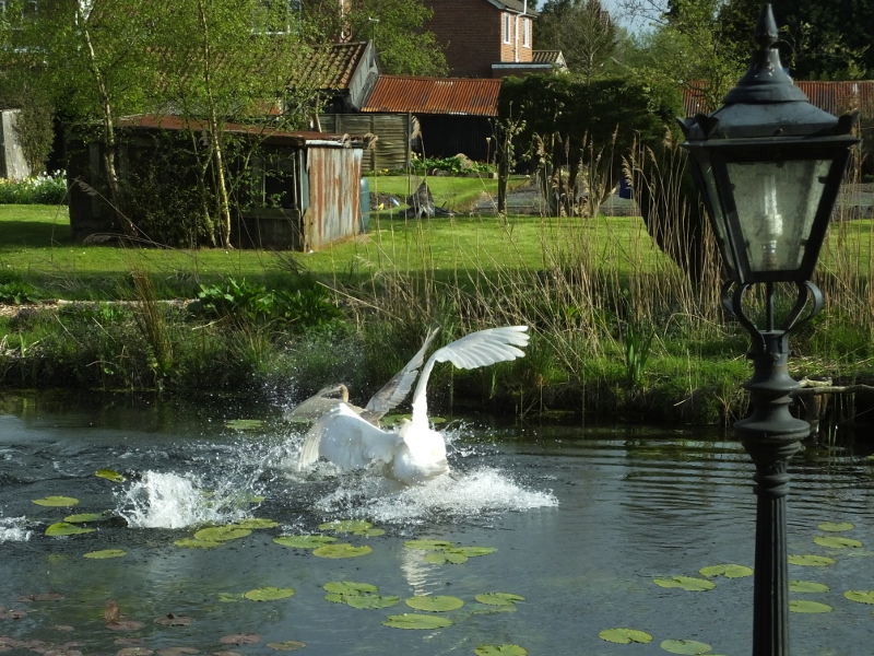 The Signet Is Almost Caught