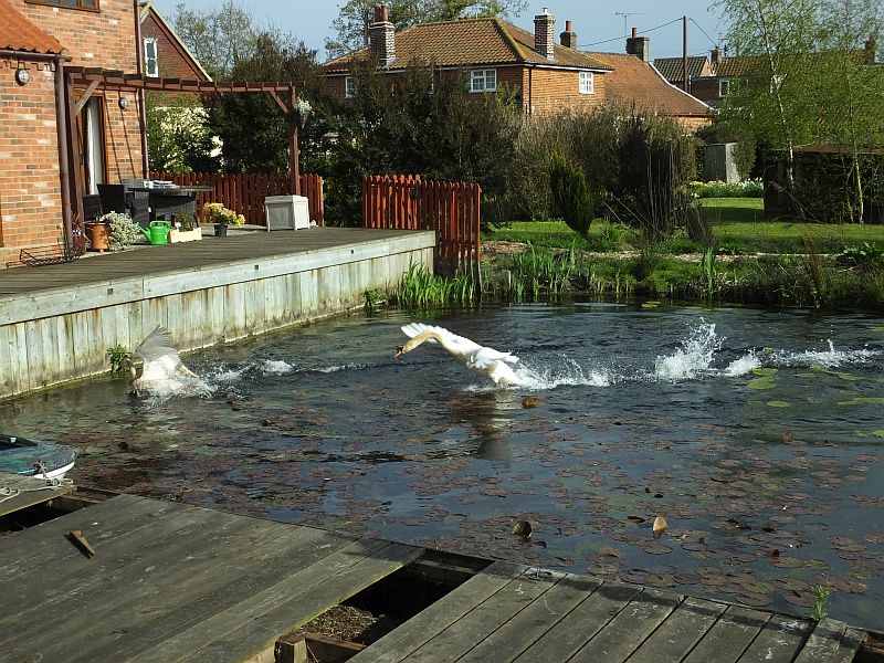 The Signet Doubles Back To Be
	Followed By The Adult
