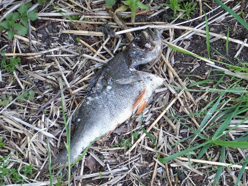 Dead Fish