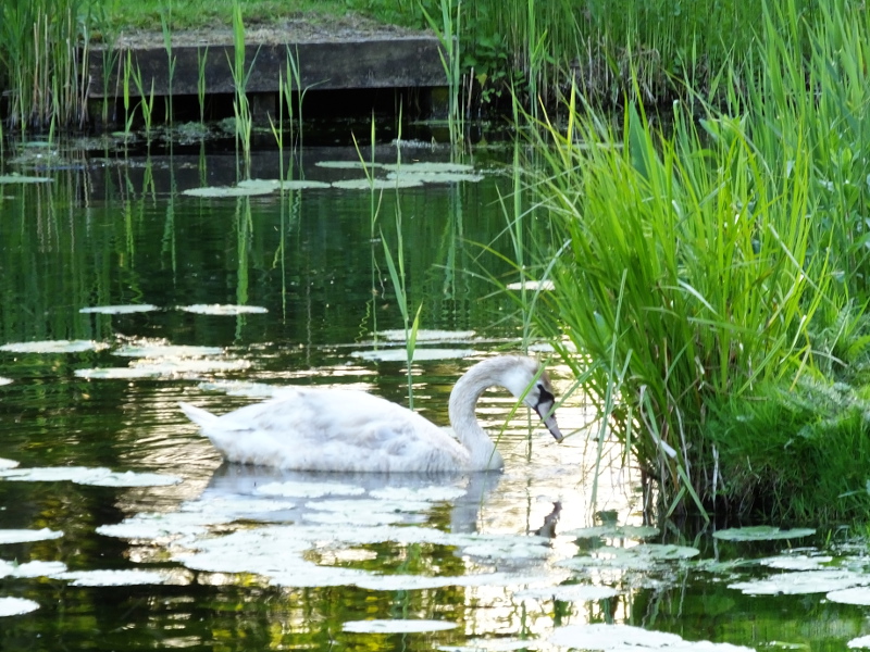 Cygnet