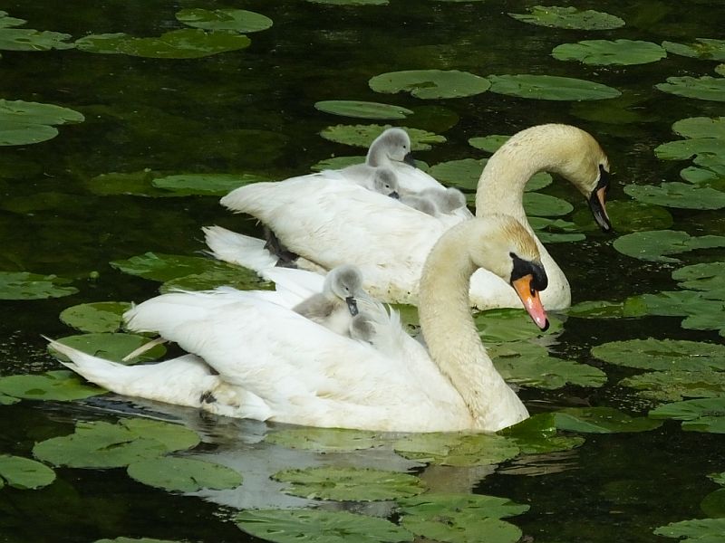 Swans With Young Riding
