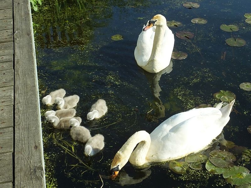 Swan Family Feeds