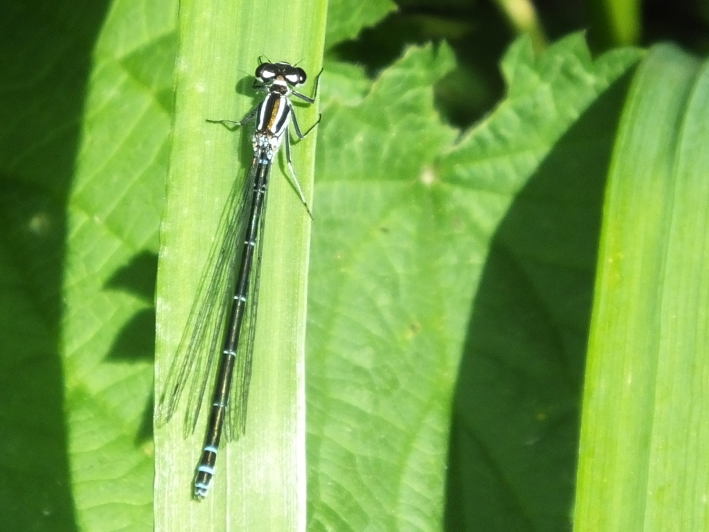 Female Azure Damselfly