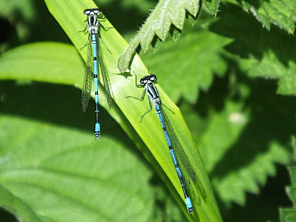 Two Male Azure
	Damselflies