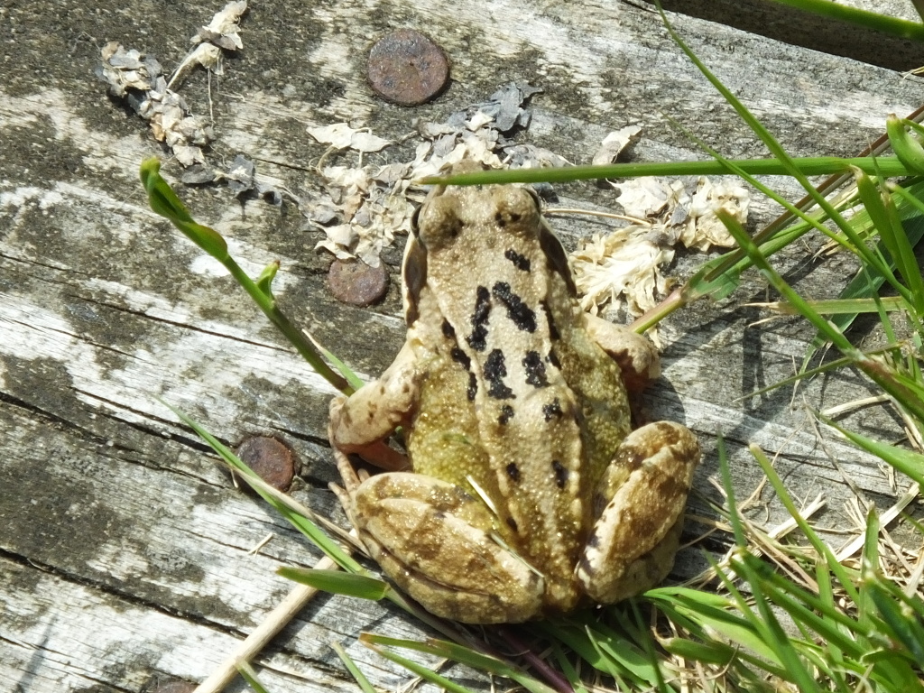 Common Frog