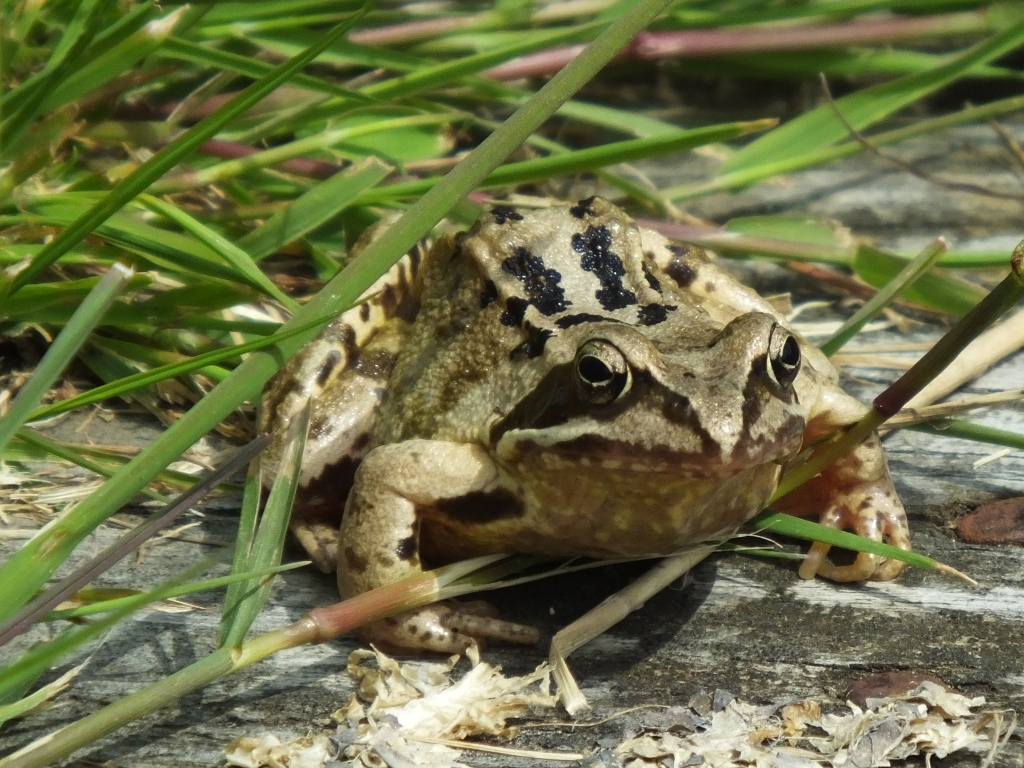 Common Frog