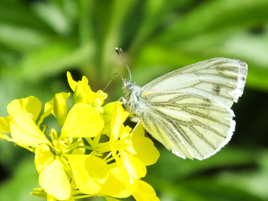 Green Viein White
	Butterfly