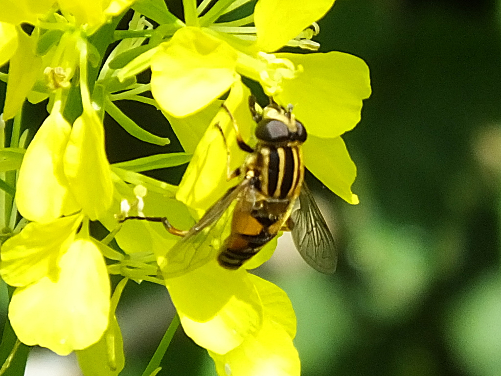 Hoverfly