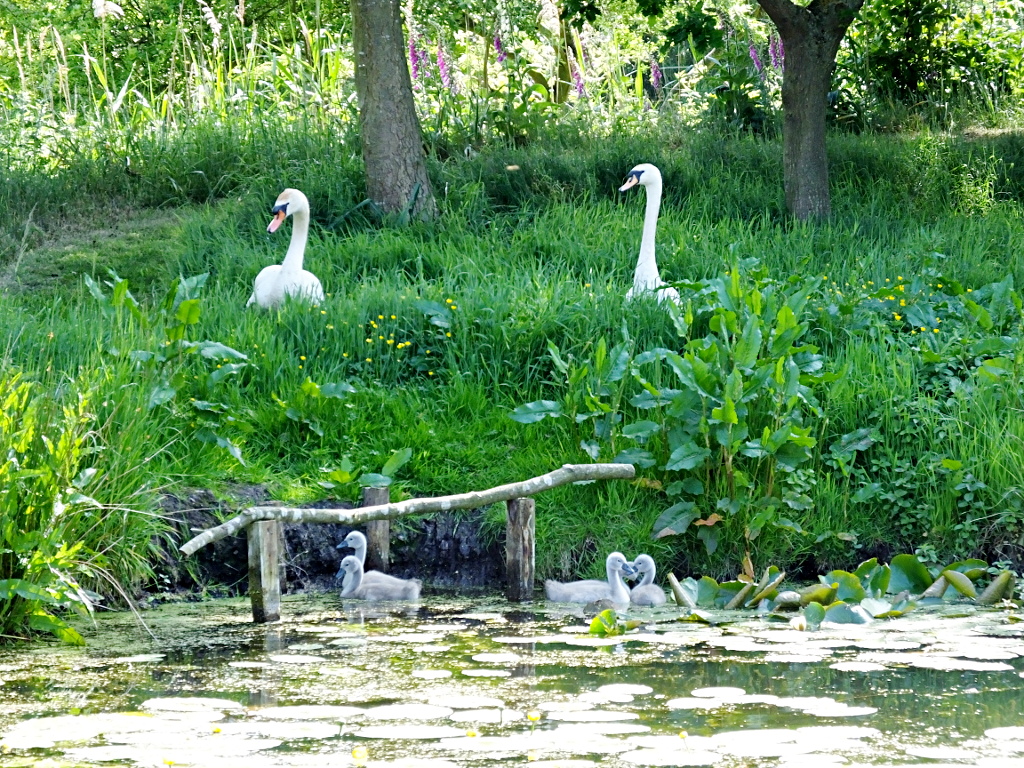 Swan Family Visit