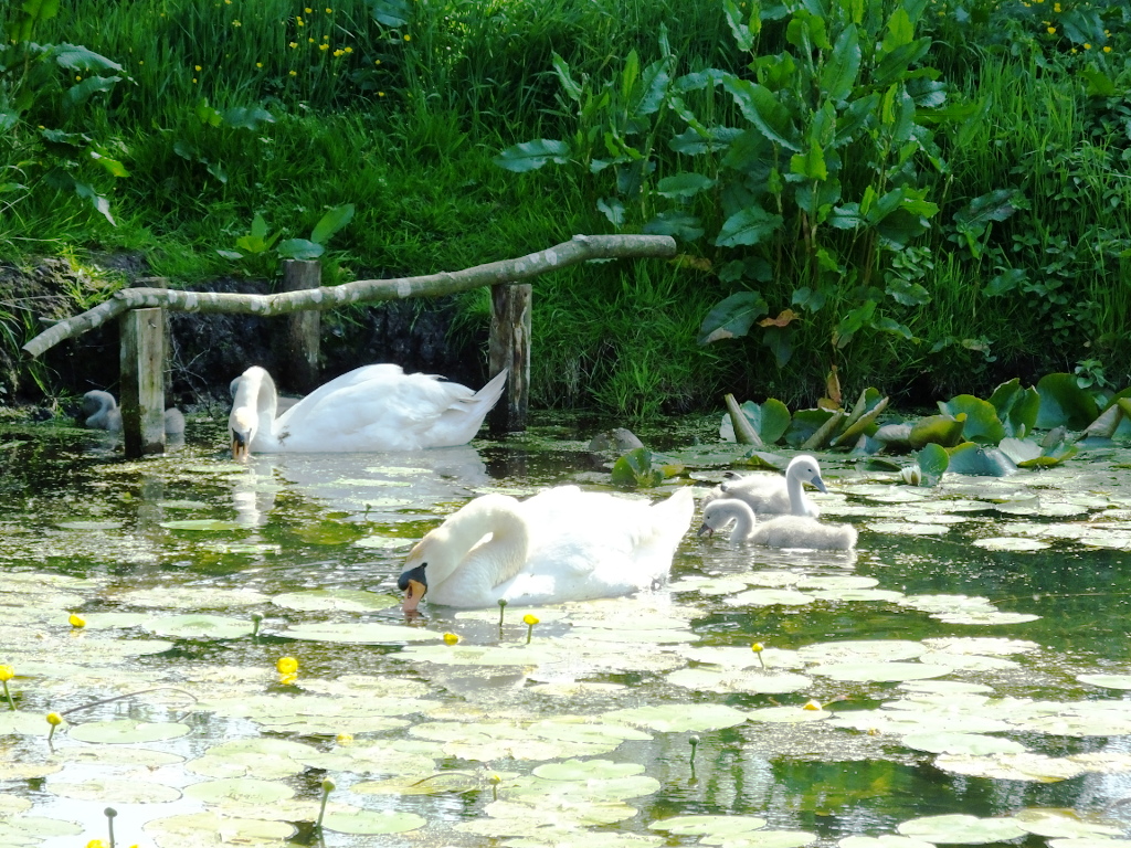 Swan Family Visit