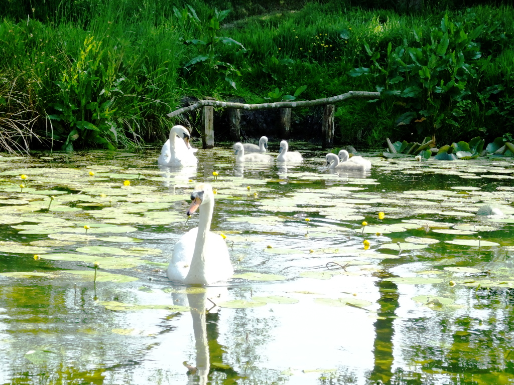 Swan Family Visit