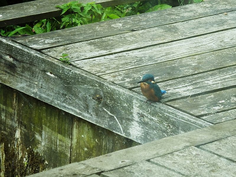 Kingfisher - On The Rotting
		Quay Heading