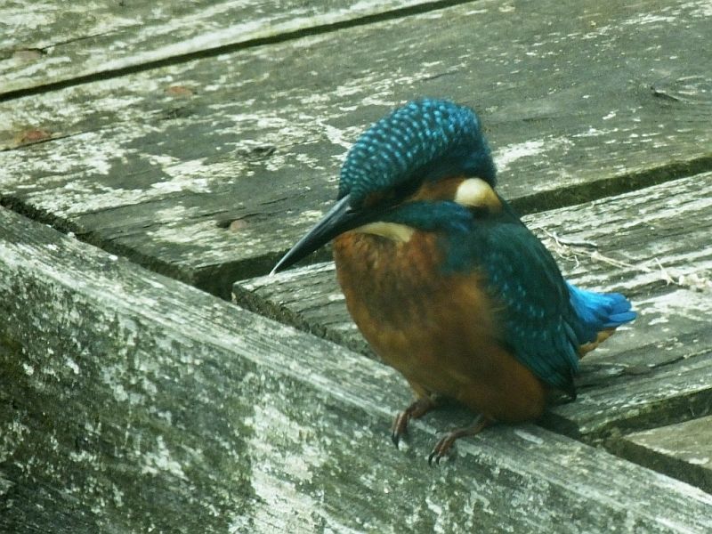 Kingfisher - The First in
		2015