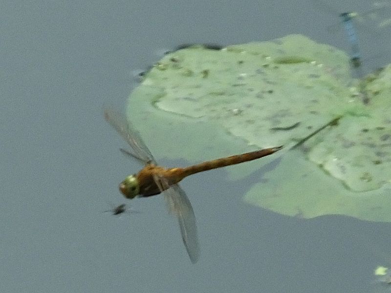 Norfolk Hawker Dragonfly