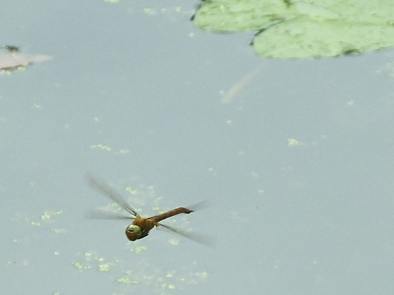 Norfolk Hawker Dragonfly