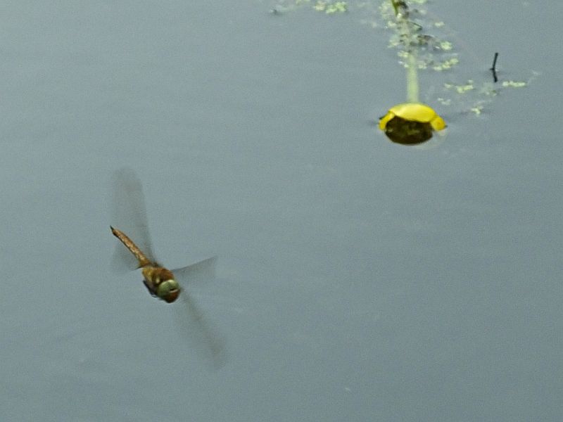 Norfolk Hawker Dragonfly