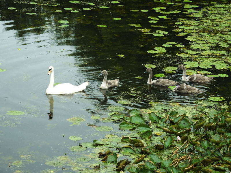 Swan Family