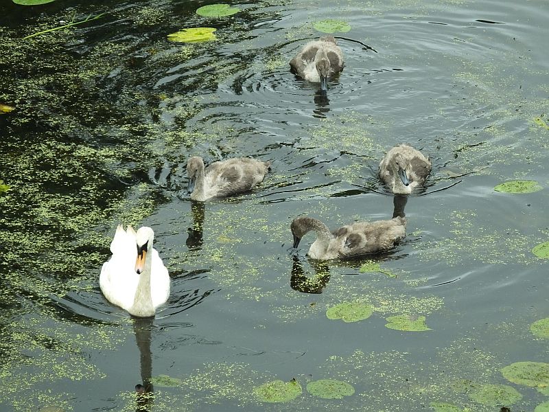 Swan Family