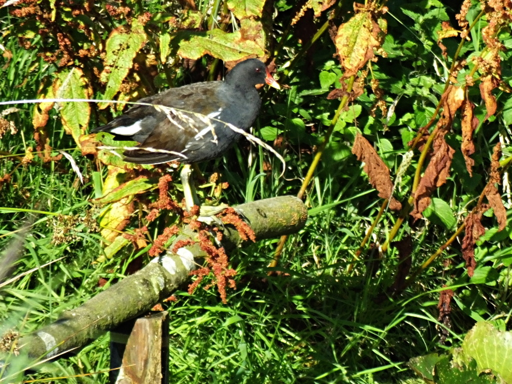 Moorhen