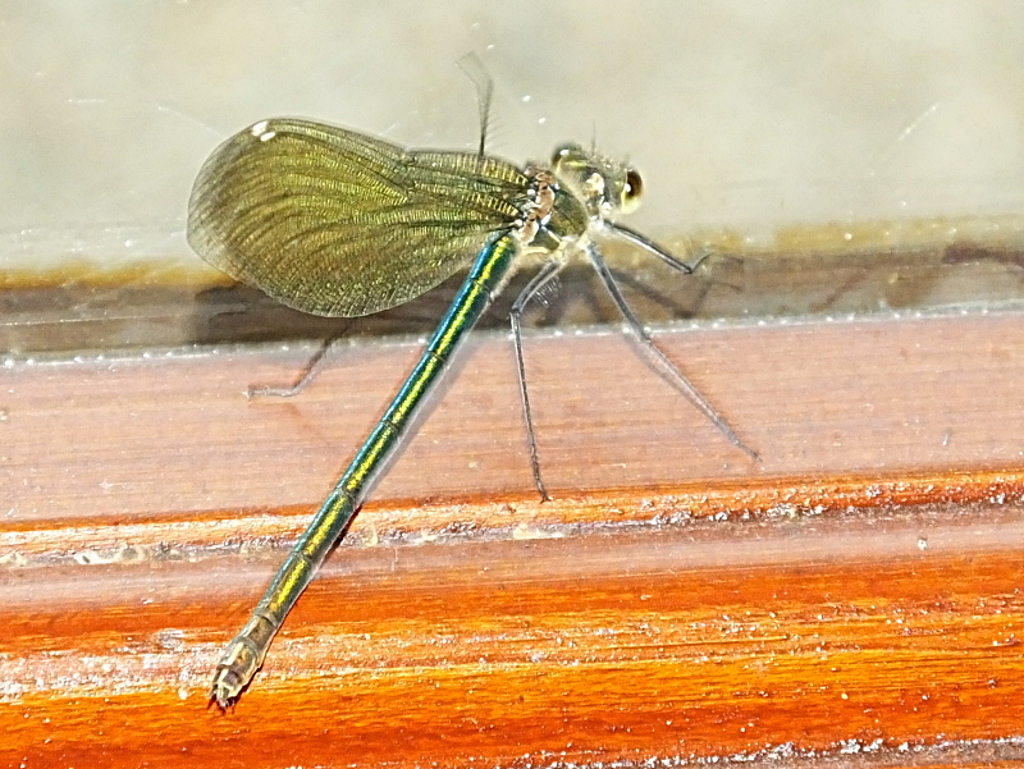Willow Emerald
	Damselfly