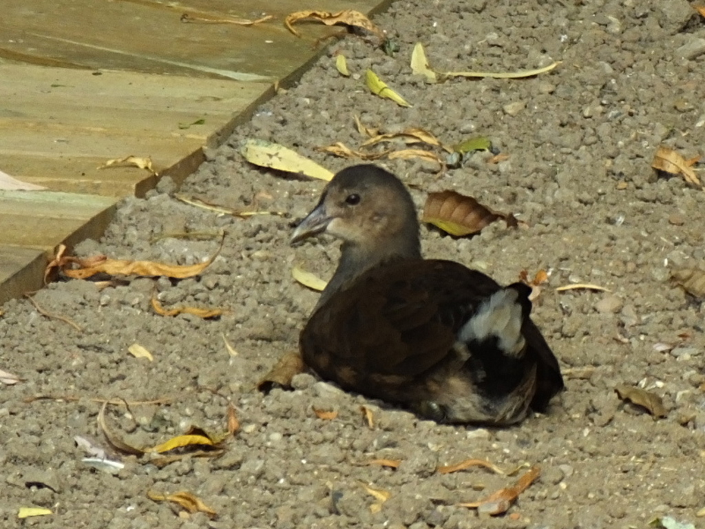 Juvenile Moorhen
