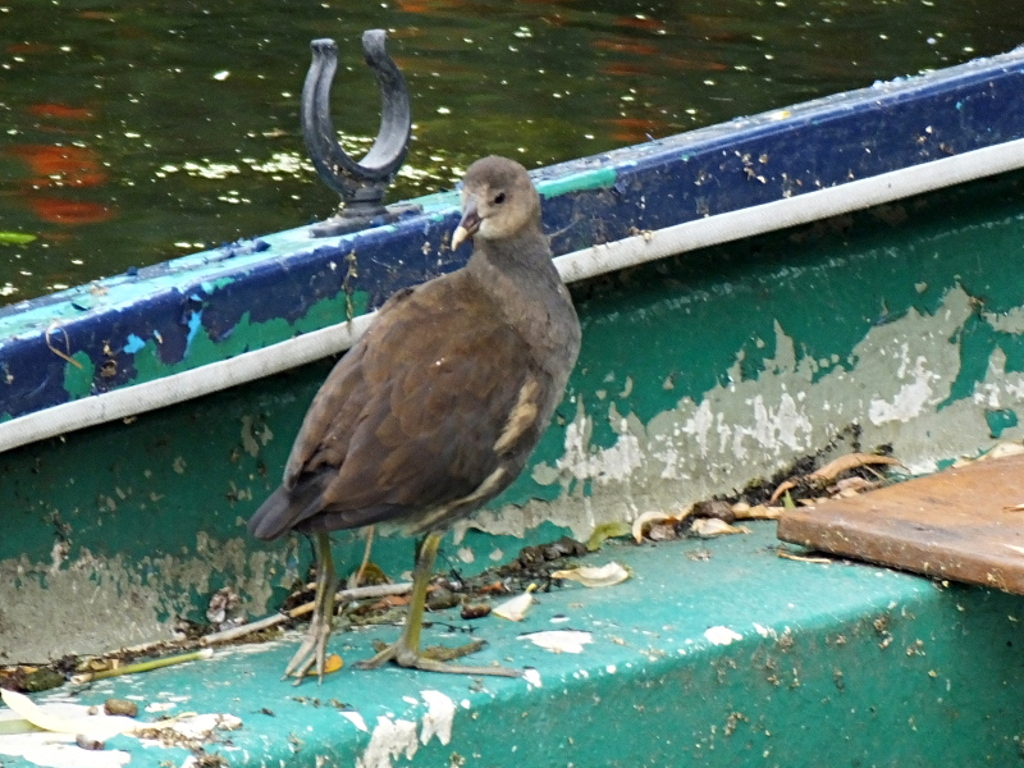 Injured Juvenile Moorhen