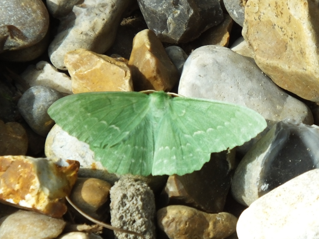 Small Emerald Moth