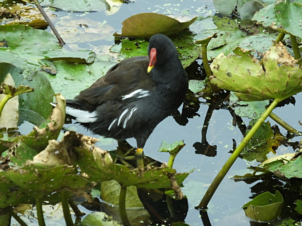 Moorhen Standing On Lilies