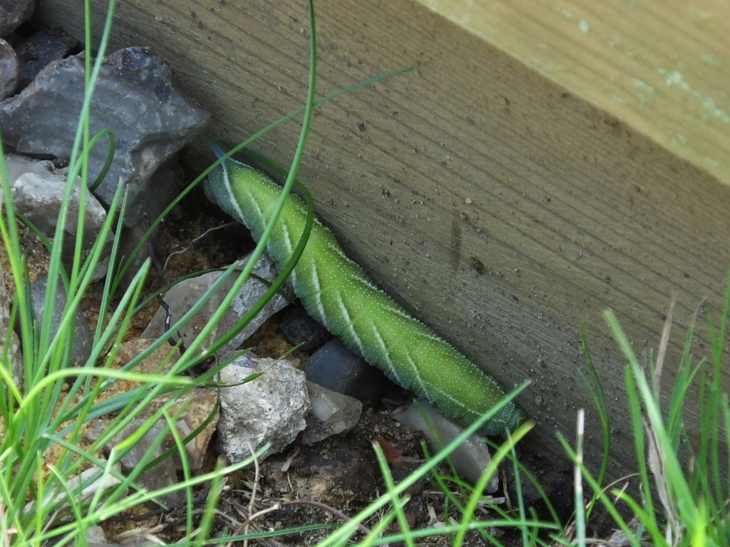 Eyed Hawk-moth
	Caterpillar