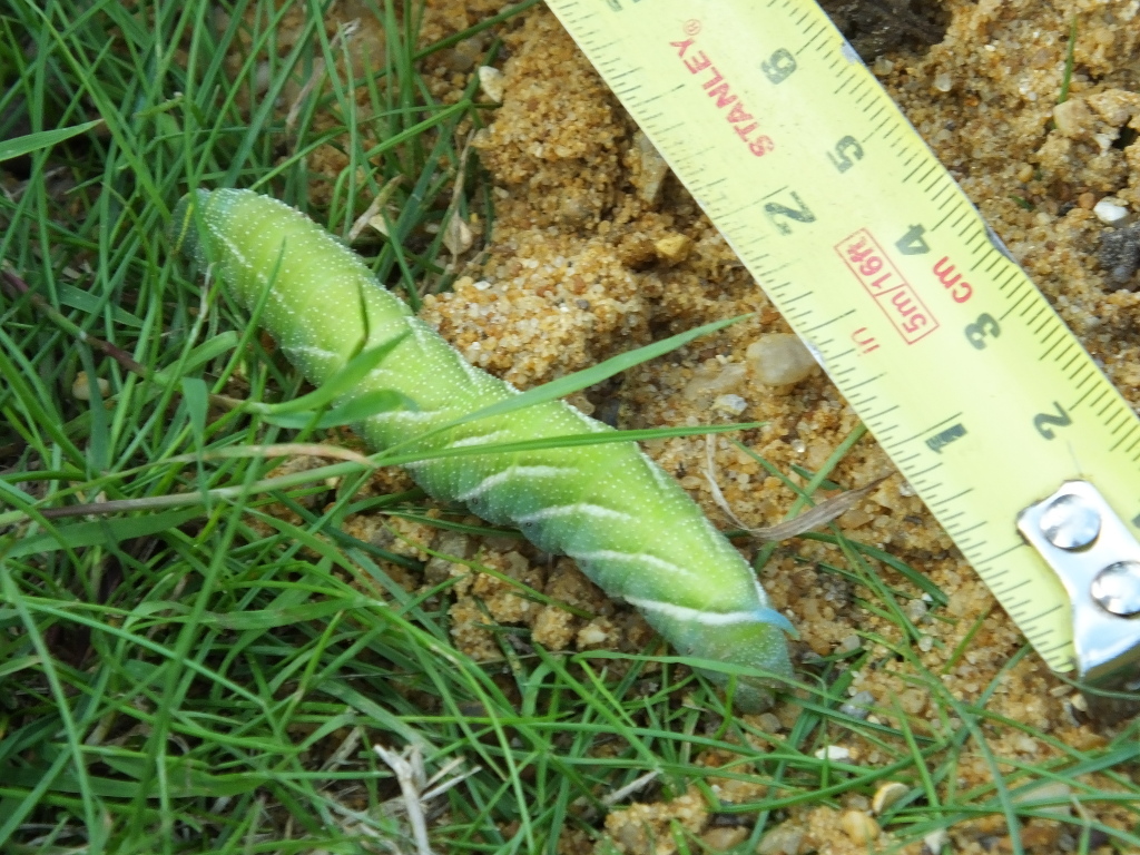 Eyed Hawk-moth
	Caterpillar