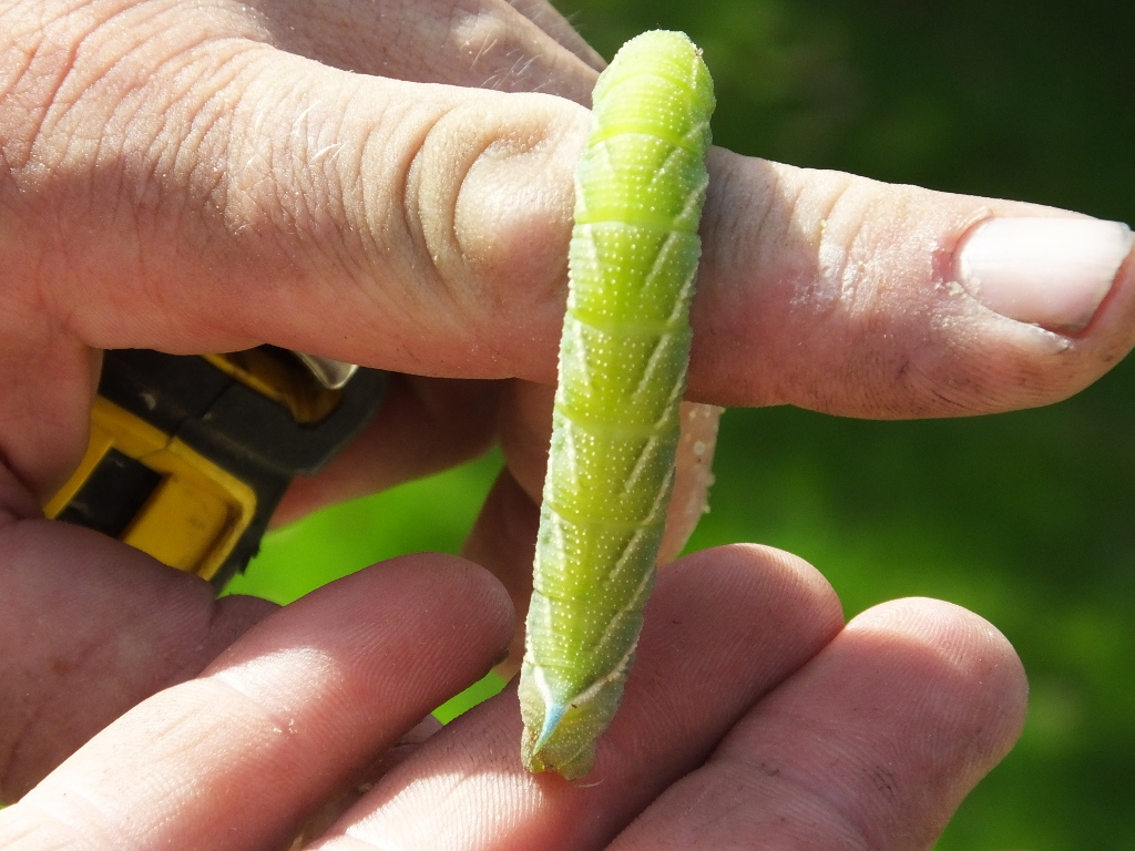 Eyed Hawk-moth
	Caterpillar