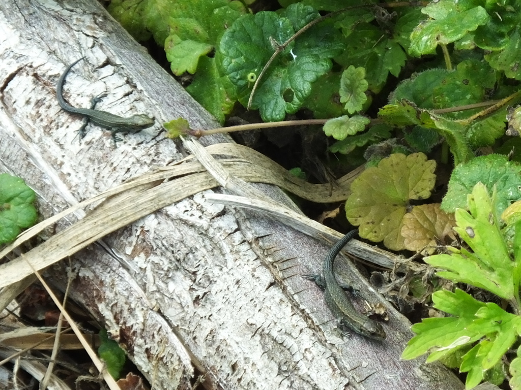 Lizards on Path Edge