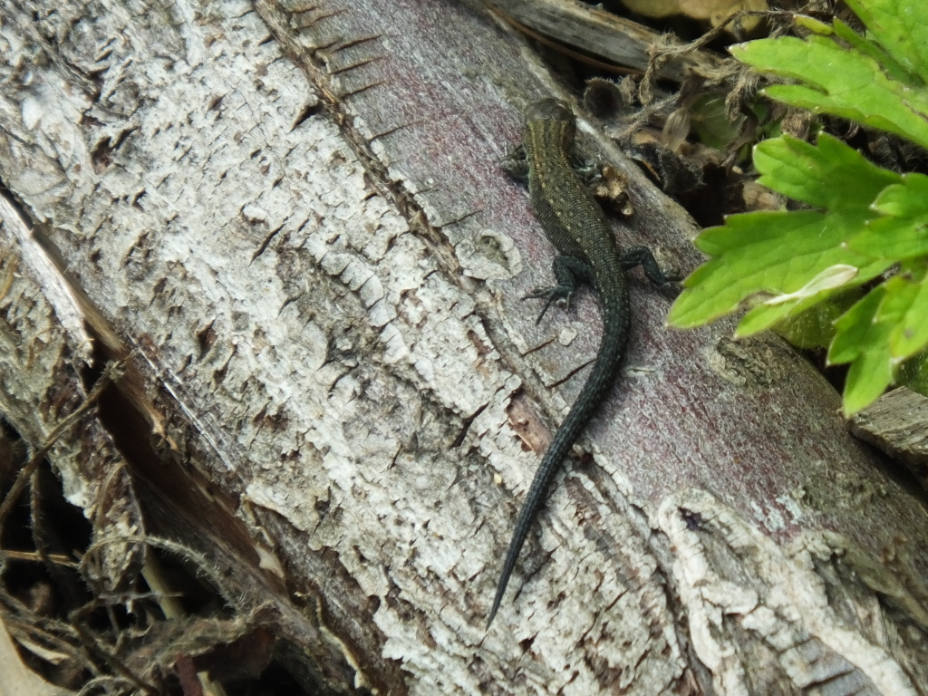 Lizards on Path Edge