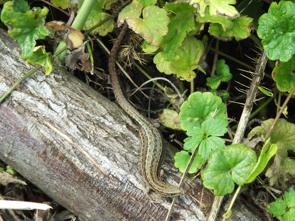 Lizards on Path Edge