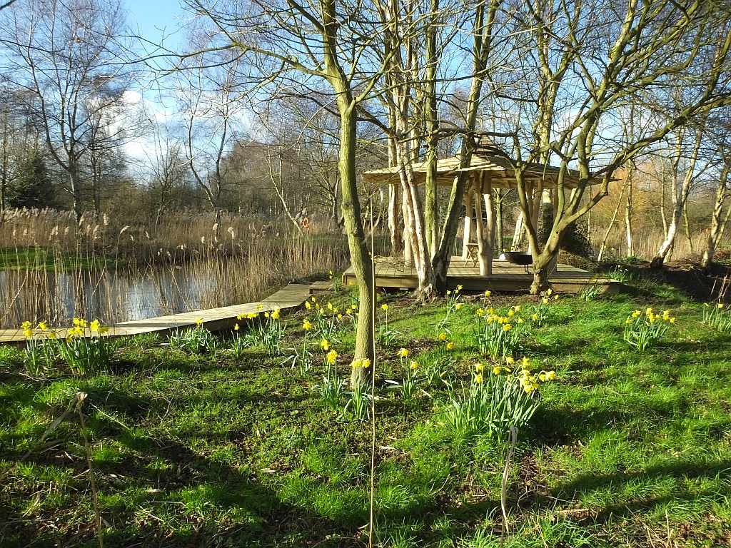 Daffodils in Bloom