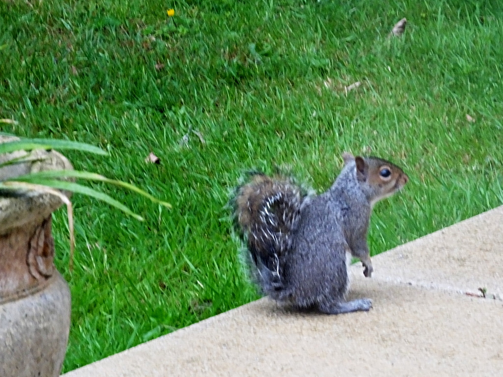 Squirrel