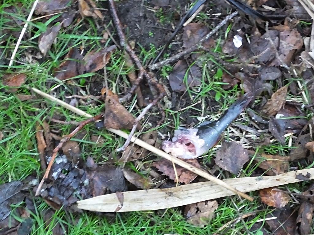 Fish Remains