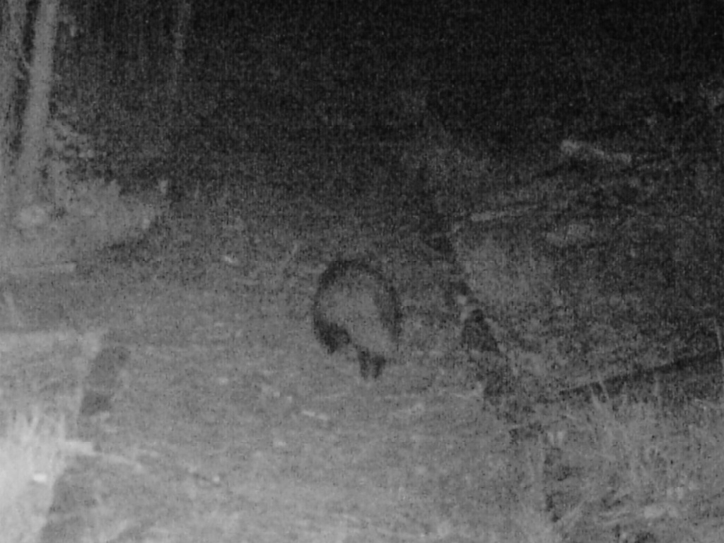 Badger