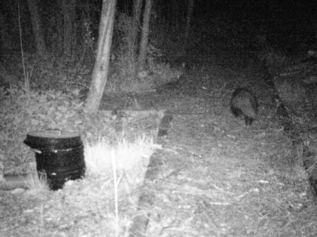 Mystery Animal
