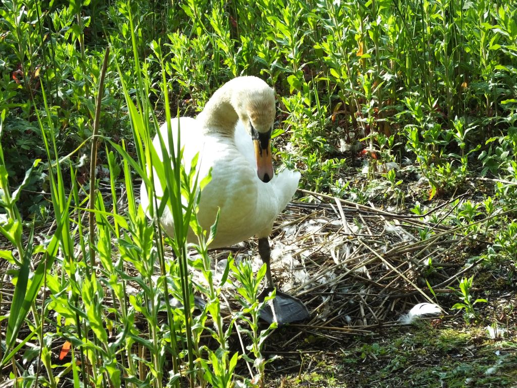 Swan on Nest