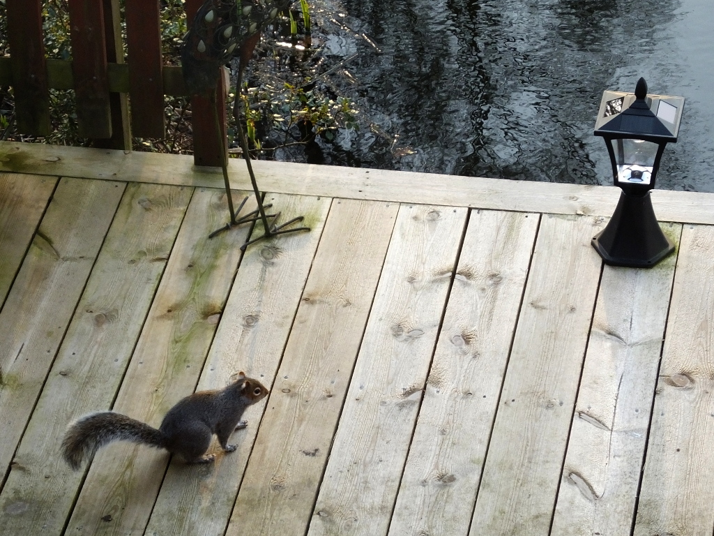 Squirrel On Decking